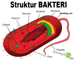 struktur tubuh bakteri